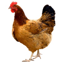 Pollo10